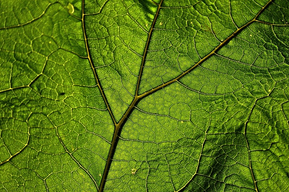 leaf of red bali kratom